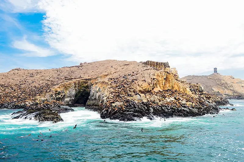 Nadar con lobos marinos: Guía para visitar las Islas Palomino